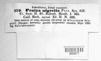 Pseudoplectania nigrella image